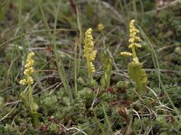 Botrychium lunaria 61, Gelobde maanvaren, Saxifraga-Willem van Kruijsbergen