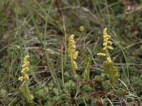 Botrychium lunaria 62, Gelobde maanvaren, Saxifraga-Willem van Kruijsbergen