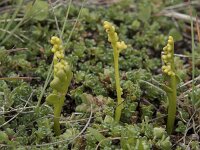 Botrychium lunaria 63, Gelobde maanvaren, Saxifraga-Willem van Kruijsbergen
