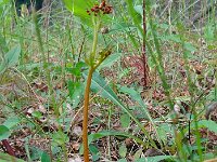 Botrychium matricariifolium 2, Vertakte maanvaren, Saxifraga-Hans Grotenhuis