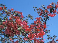 Bougainvillea glabra 2, Saxifraga-Jan de Laat