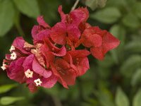 Bougainvillea glabra 6, Saxifraga-Willem van Kruijsbergen