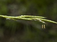 Brachypodium pinnatum, Tor-grass