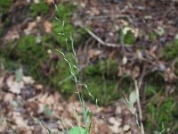 Brachypodium pinnatum 5, Gevinde kortsteel, Saxifraga-Rutger Barendse