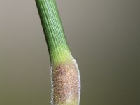 Brachypodium pinnatum 7, Gevinde kortsteel, Saxifraga-Rutger Barendse