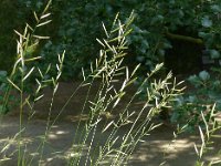Brachypodium pinnatum 9, Gevinde kortsteel, Saxifraga-Jelle van Dijk
