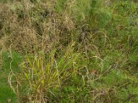 Brachypodium sylvaticum 7, Boskortsteel, Saxifraga-Rutger Barendse