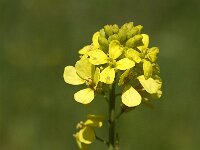 Brassica geniculata 2, Saxifraga-Jan van der Straaten