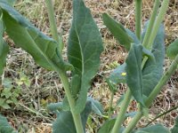 Brassica napus 19, Koolzaad, Saxifraga-Ed Stikvoort