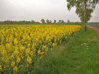 Brassica napus 2, Koolzaad, Saxifraga-Ab H Baas