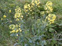 Brassica napus 21, Koolzaad, Saxifraga-Ed Stikvoort
