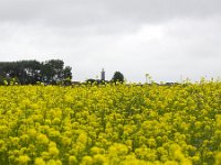 Brassica napus 25, Koolzaad, Saxifraga-Roel Meijer