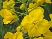 Brassica napus 4, Koolzaad, Saxifraga-Ab H Baas