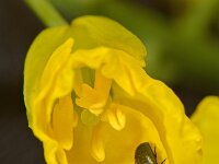 Brassica napus 5, Koolzaad, Saxifraga-Ab H Baas