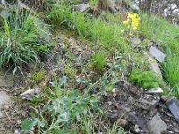Brassica napus 8, Koolzaad, Saxifraga-Rutger Barendse