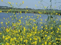 Brassica nigra 40, Zwarte mosterd, Saxifraga-Piet Zomerdijk