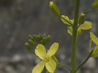 Brassica oleracea 10, Kool, Saxifraga-Willem van Kruijsbergen