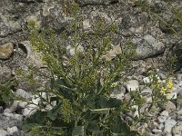 Brassica oleracea 2, Kool, Saxifraga-Willem van Kruijsbergen