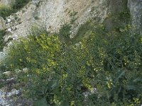 Brassica oleracea 20, Kool, habitat, Saxifraga-Willem van Kruijsbergen