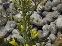 Brassica oleracea 3, Kool, Saxifraga-Willem van Kruijsbergen