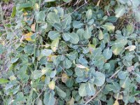 Brassica oleracea 48, Kool, Saxifraga-Rutger Barendse