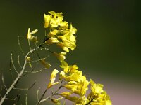 Brassica oleracea 59, Kool, Saxifraga-Bart Vastenhouw