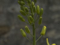 Brassica oleracea 8, Kool, Saxifraga-Willem van Kruijsbergen