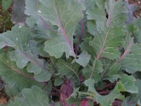 Brassica oleracea gongylodes 35, Saxifraga-Rutger Barendse