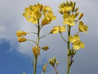 Brassica oleracea ssp oleracea 46, Kool, Saxifraga-Ed Stikvoort