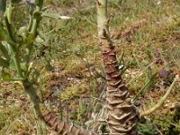 Brassica oleracea ssp oleracea 47, Wilde kool, Saxifraga-Ed Stikvoort