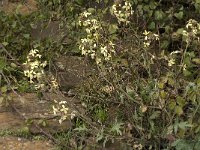 Brassica oleracea ssp robertiana 30, Saxifraga-Jan van der Straaten