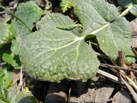 Brassica rapa 10, Raapzaad, Saxifraga-Rutger Barendse