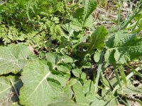 Brassica rapa 11, Raapzaad, Saxifraga-Rutger Barendse