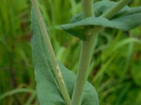 Brassica rapa 13, Raapzaad, Saxifraga-Ed Stikvoort