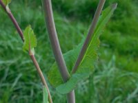 Brassica rapa 4, Raapzaad, Saxifraga-Ed Stikvoort