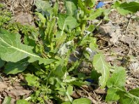 Brassica rapa 9, Raapzaad, Saxifraga-Rutger Barendse