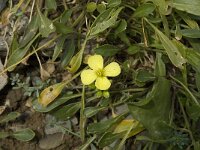 Brassica repanda 1, Saxifraga-Jan van der Straaten