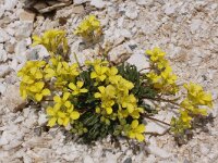 Brassica repanda ssp repanda 5, Saxifraga-Harry Jans