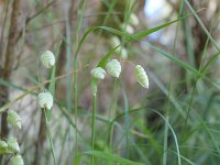Briza maxima 32, Groot trilgras, Saxifraga-Michiel Drok