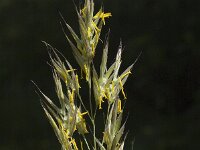 Bromopsis erecta, Upright Brome
