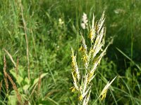 Bromopsis erecta 3, Bergdravik, Saxifraga-Jasenka Topic
