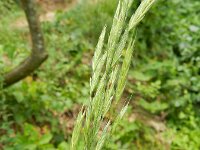 Bromopsis erecta8, Bergdravik, Saxifraga-Rutger Barendse
