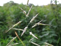 Bromopsis inermis 3, Kweekdravik, Saxifraga-Rutger Barendse