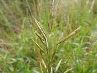 Bromopsis inermis 4, Kweekdravik, Saxifraga-Rutger Barendse