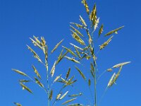 Bromopsis inermis 6, Kweekdravik, Saxifraga-Ed Stikvoort