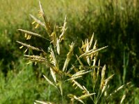 Bromopsis inermis 7, Kweekdravik, Saxifraga-Ed Stikvoort