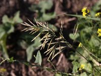 Bromopsis inermis ssp inermis 2, Kweekdravik, Saxifraga-Peter Meininger