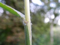 Bromopsis ramosa 2, Saxifraga-Rutger Barendse