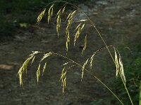 Bromopsis ramosa