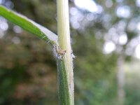 Bromopsis ramosa ssp benekenii 7, Bosdravik, Saxifraga-Rutger Barendse